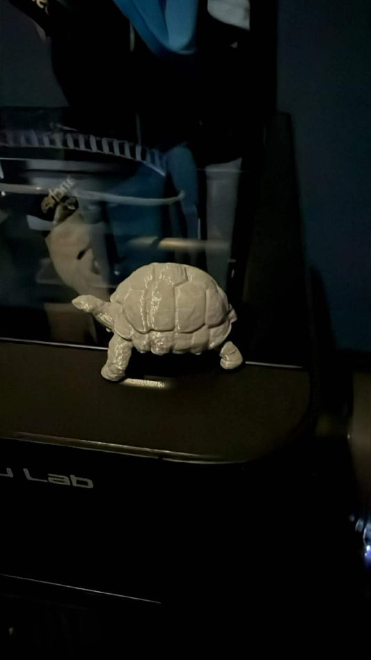 Giant 3d Tortoise